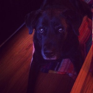 Those puppy dog eyes